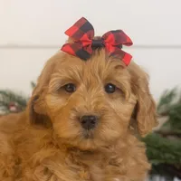 Lynx - Micro, a female Goldendoodle for sale in Goshen, IN – Photo 7 of 10