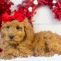 Lynx - Micro, a female Goldendoodle for sale in Goshen, IN – Photo 6 of 10