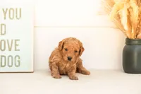 Cricket - Mini, a male Goldendoodle for sale in Goshen, IN – 2 of 4
