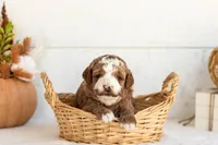 Newton - Micro, a male Goldendoodle for sale in Goshen, IN – 2 of 4