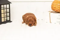 Stan - Micro, a male Goldendoodle for sale in Goshen, IN – 4 of 5