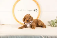Denali - Mini, a male Miniature Goldendoodle for sale in Goshen, IN – 8 of 10