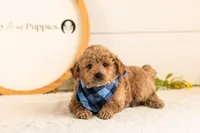 Fin - Mini, a male Miniature Goldendoodle for sale in Goshen, IN – 2 of 6