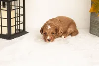 Jade - Micro, a female Goldendoodle for sale in Goshen, IN – 2 of 5