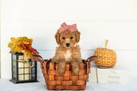 Mantis - Mini, a female Goldendoodle for sale in Goshen, IN – 1 of 9