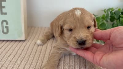 Amber - Mini, a female Miniature Goldendoodle for sale in Goshen, IN – 4 of 4