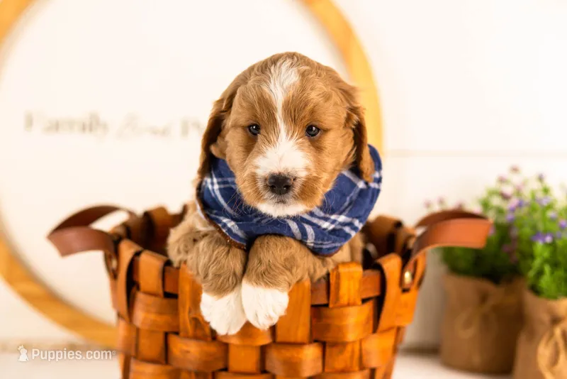 Gruyere - Micro – Goldendoodle puppy for sale in Goshen, IN