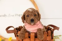 Char - Mini, a male Miniature Goldendoodle for sale in Goshen, IN – 2 of 3