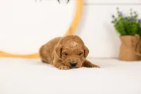Putzie - Medium, a male Goldendoodle for sale in Goshen, IN – 4 of 4