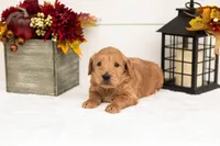 Cowardly Lion - Medium, a male Goldendoodle for sale in Goshen, IN – 4 of 5