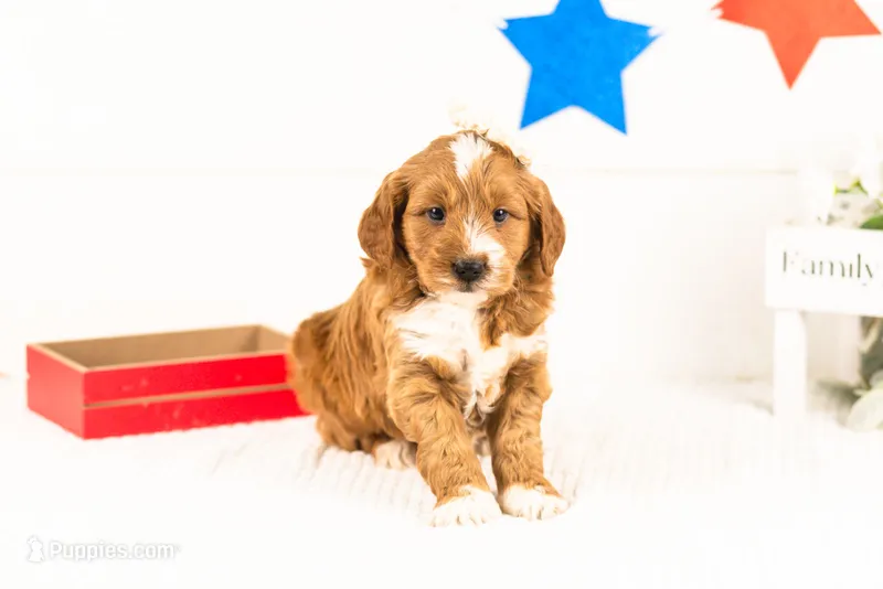 Lynette - Medium – Goldendoodle puppy for sale in Goshen, IN