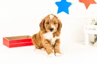 Lynette - Medium, a female Goldendoodle for sale in Goshen, IN – 4 of 9