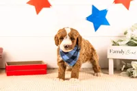 Horatio - Mini, a male Miniature Goldendoodle for sale in Goshen, IN – 3 of 3