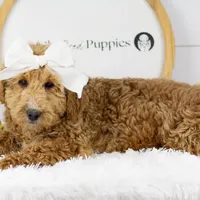 Fox - Micro, a female Goldendoodle for sale in Goshen, IN – Photo 4 of 10