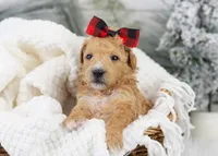Fox - Micro, a female Goldendoodle for sale in Goshen, IN – Photo 10 of 10