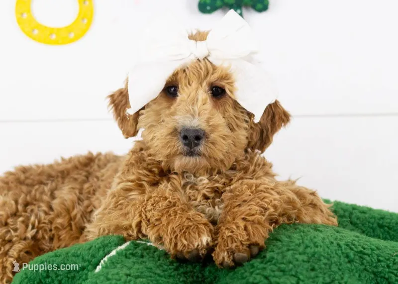 Fox - Micro – Goldendoodle puppy for sale in Goshen, IN