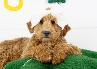 Fox - Micro, a female Goldendoodle for sale in Goshen, IN – Photo 1 of 10