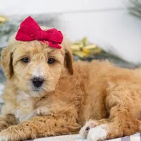 Fox - Micro, a female Goldendoodle for sale in Goshen, IN – Photo 10 of 10