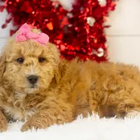 Fox - Micro, a female Goldendoodle for sale in Goshen, IN – Photo 8 of 10