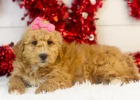 Fox - Micro, a female Goldendoodle for sale in Goshen, IN – Photo 4 of 10