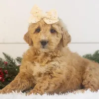 Fox - Micro, a female Goldendoodle for sale in Goshen, IN – Photo 5 of 10