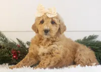 Fox - Micro, a female Goldendoodle for sale in Goshen, IN – Photo 1 of 10