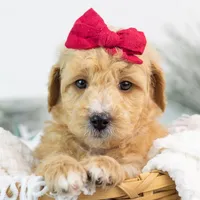 Fox - Micro, a female Goldendoodle for sale in Goshen, IN – Photo 9 of 10
