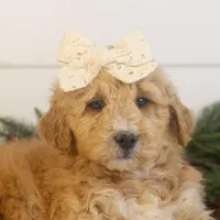 Fox - Micro, a female Goldendoodle for sale in Goshen, IN – Photo 6 of 10