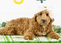 Fox - Micro, a female Goldendoodle for sale in Goshen, IN – Photo 2 of 10
