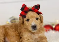 Fox - Micro, a female Goldendoodle for sale in Goshen, IN – Photo 8 of 10