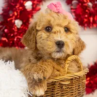Fox - Micro, a female Goldendoodle for sale in Goshen, IN – Photo 7 of 10