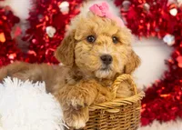 Fox - Micro, a female Goldendoodle for sale in Goshen, IN – Photo 3 of 10