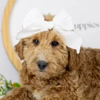 Fox - Micro, a female Goldendoodle for sale in Goshen, IN – Photo 3 of 10