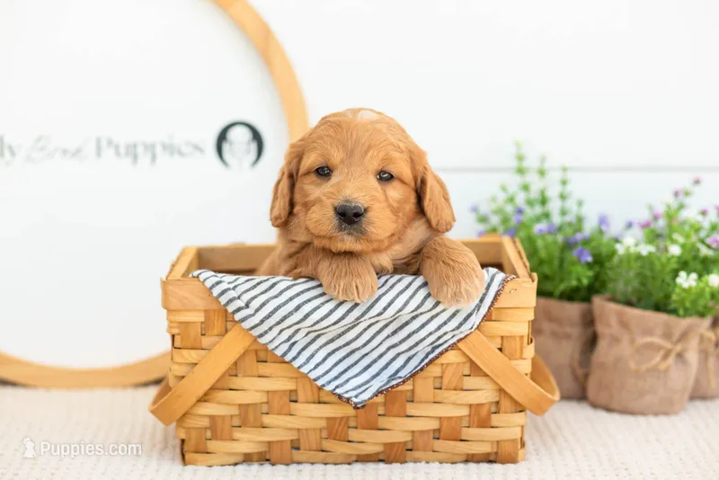 Cha Cha - Medium – Goldendoodle puppy for sale in Goshen, IN