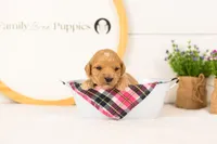 Marty -  Medium, a female Goldendoodle for sale in Goshen, IN – 3 of 3