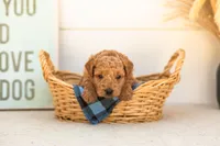 Bumble - Mini, a male Goldendoodle for sale in Goshen, IN – 3 of 4
