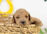 Chuck - Mini, a male Goldendoodle for sale in Goshen, IN – Photo 1 of 4