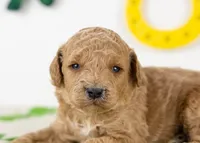 Chuck - Mini, a male Goldendoodle for sale in Goshen, IN – Photo 2 of 4