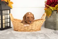 Josiah - Micro, a male Goldendoodle for sale in Goshen, IN – 4 of 4