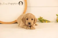 Donna - Medium, a female Goldendoodle for sale in Goshen, IN – 3 of 3