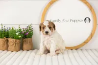 Lance - Medium, a male Goldendoodle for sale in Goshen, IN – 2 of 6
