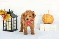 Bumble - Mini, a male Goldendoodle for sale in Goshen, IN – 2 of 9