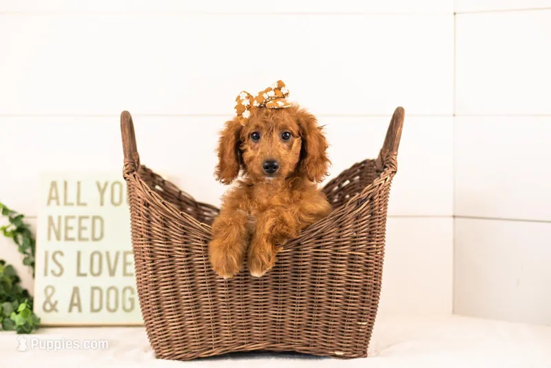 Lexy - Mini – Goldendoodle puppy for sale in Goshen, IN