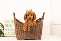 Lexy - Mini, a female Goldendoodle for sale in Goshen, IN – 1 of 10