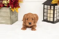 Tin Man - Medium, a male Goldendoodle for sale in Goshen, IN – 2 of 5