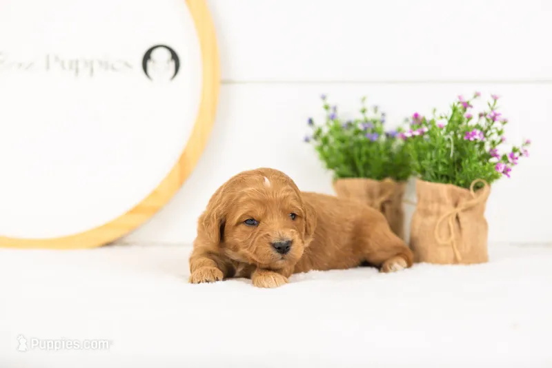 Cha Cha - Medium – Goldendoodle puppy for sale in Goshen, IN