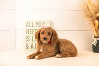 Odessa - Medium, a female Goldendoodle for sale in Goshen, IN – 2 of 10