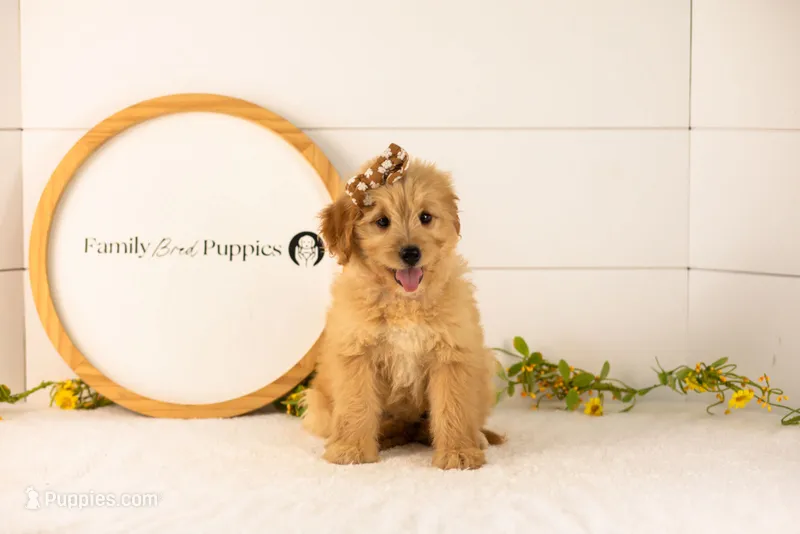 Eva - Medium – Goldendoodle puppy for sale in Goshen, IN