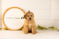 Eva - Medium, a female Goldendoodle for sale in Goshen, IN – 1 of 8