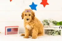 Linda - Micro, a female Goldendoodle for sale in Goshen, IN – 3 of 10